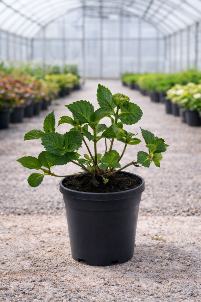 Гортензія Ребеліон Шоко Лав купити п9, 0,5л, р9